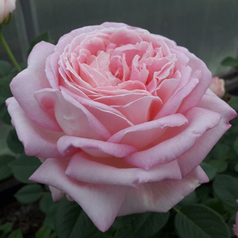 Эмейзинг Грейс (Amazing Grace) - Чайно-гибридные розы - Розы - Каталог